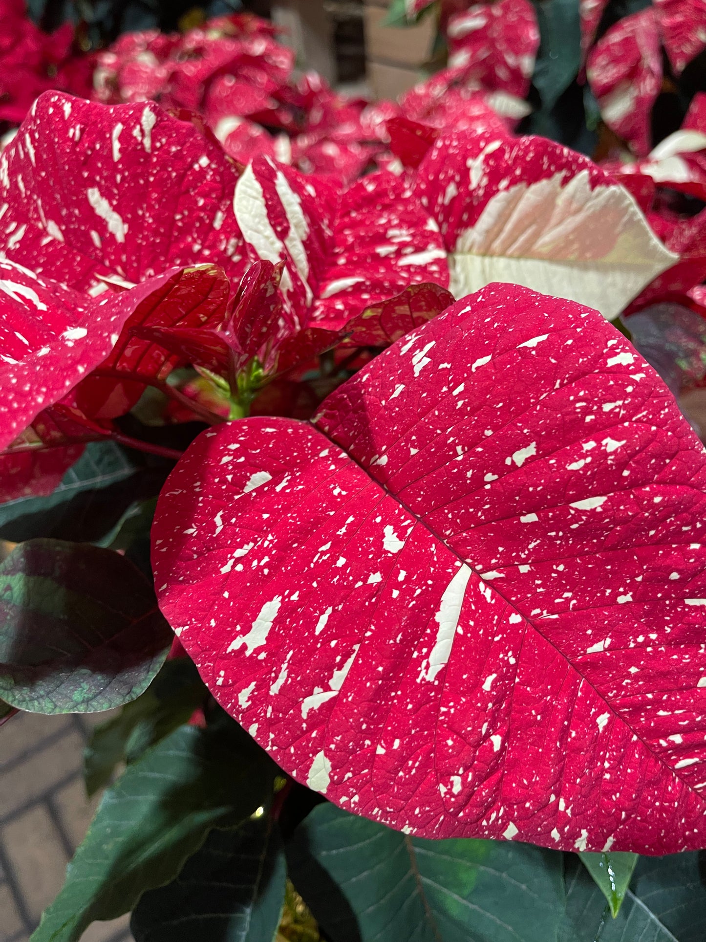 Poinsettiapot white/Red/brown/pink/