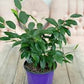 Ficus Benjamina 6  “ growing pot (assorted color green/light green/white and green