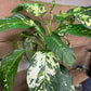 Dieffenbachia variegated 10” pot