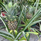 Pineapple Plant (grower pot)