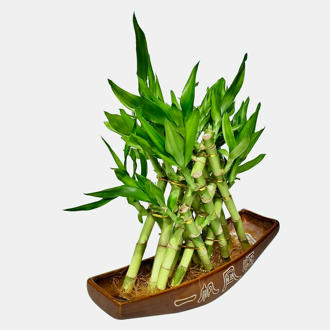 Pyramid lucky bamboo with turtle pot