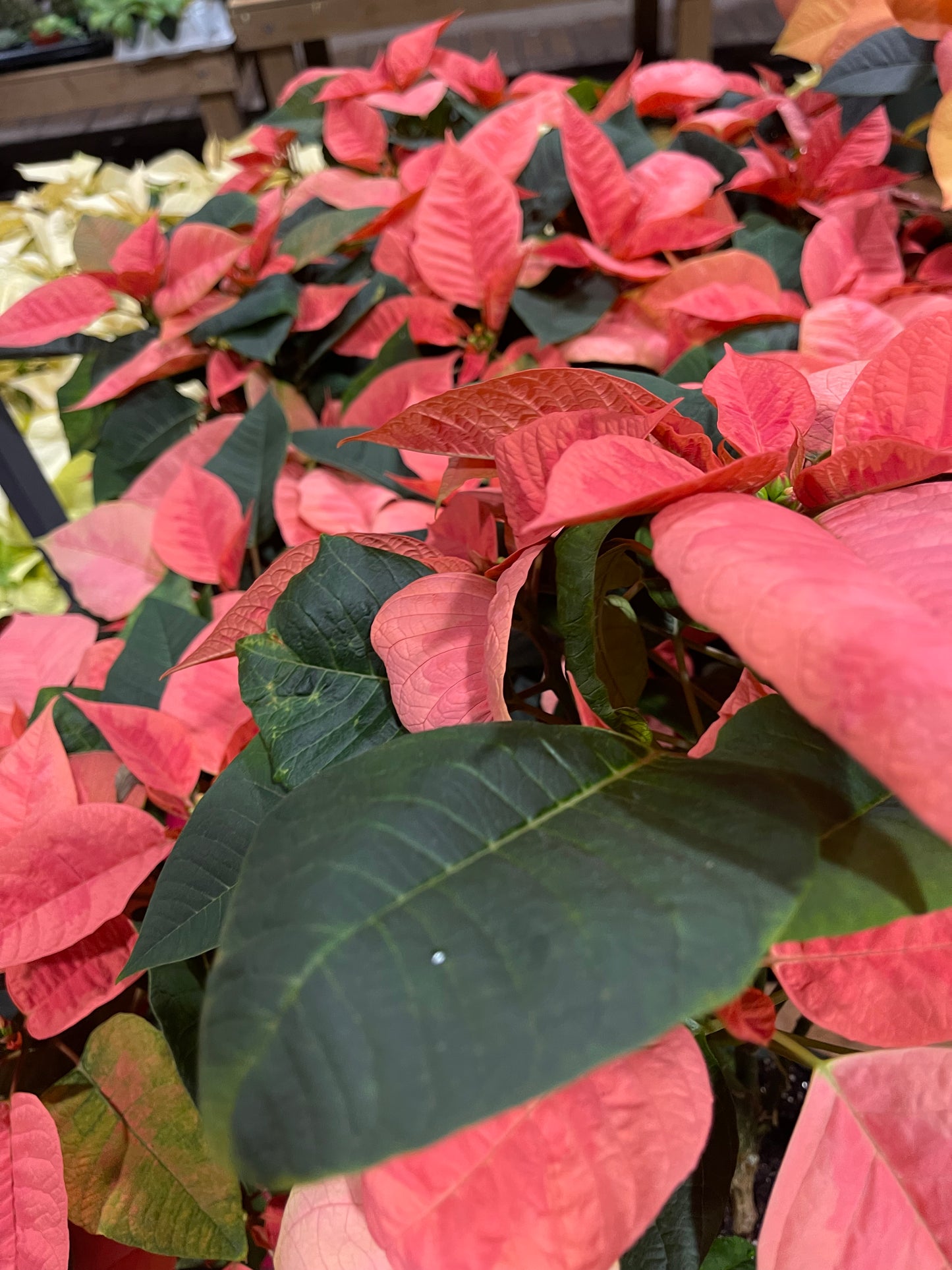 Poinsettiapot white/Red/brown/pink/