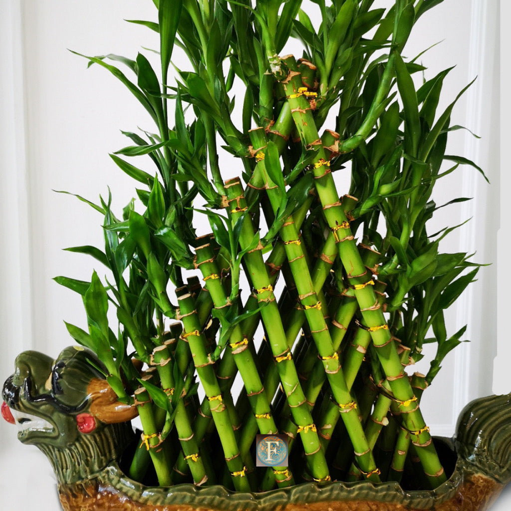 7 /5 layer pyramid lucky bamboo(Dragon pot)