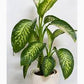 dieffenbachia (growing pot