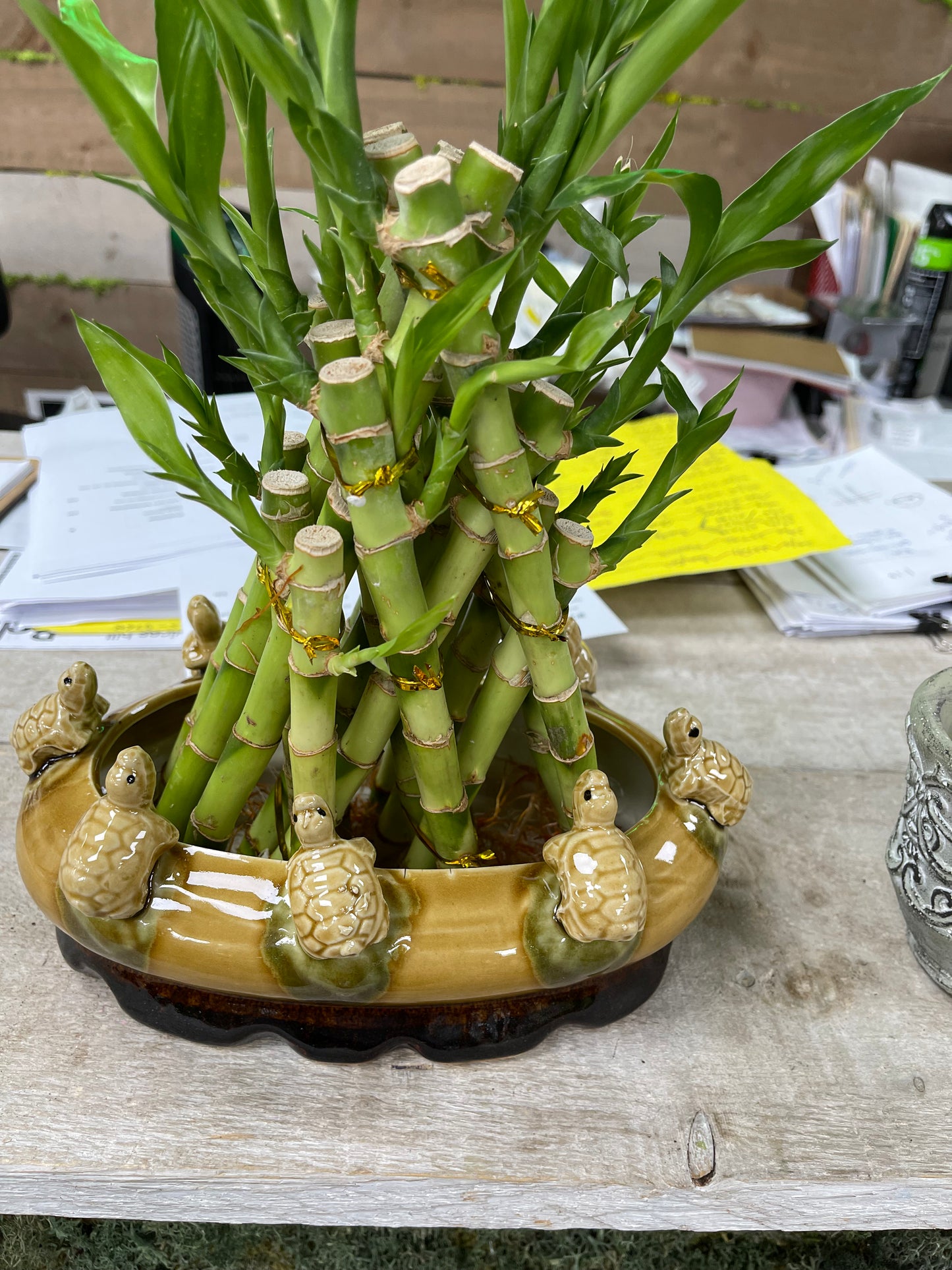 Pyramid lucky bamboo with turtle pot
