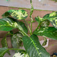 Dieffenbachia variegated 10” pot