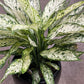 Dieffenbachia10” Dark green sparkle (growing pot