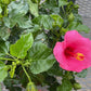 Hibiscus 10”assorted color