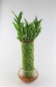 Twisted lucky bamboo 6” growing pot