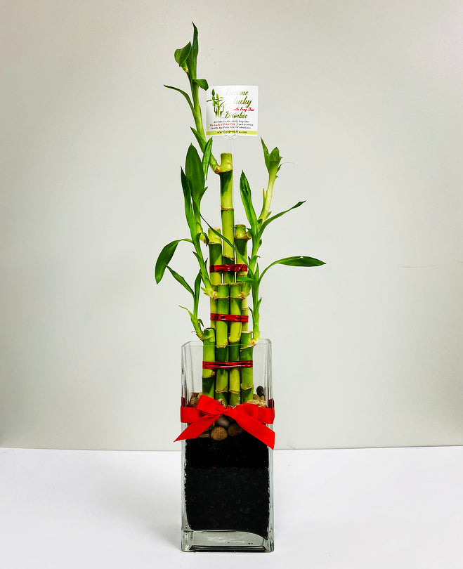 Fengshui Bamboo Plant (7 Stalks)