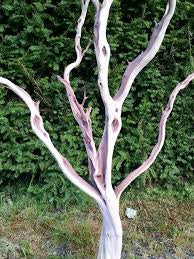 Manzanita wood Tree branch 6’