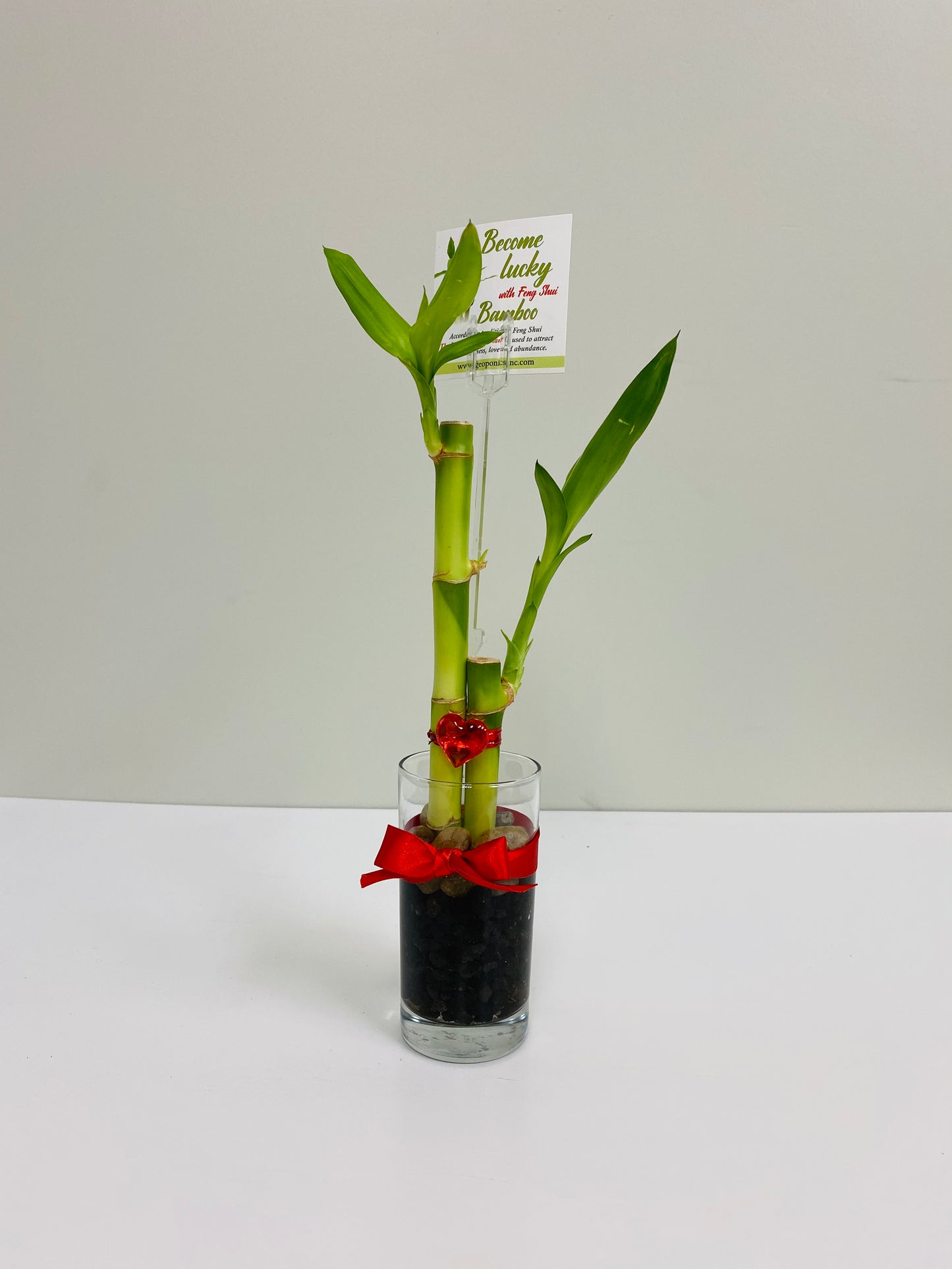Feng Shui Lucky Bamboo (Two stalks)