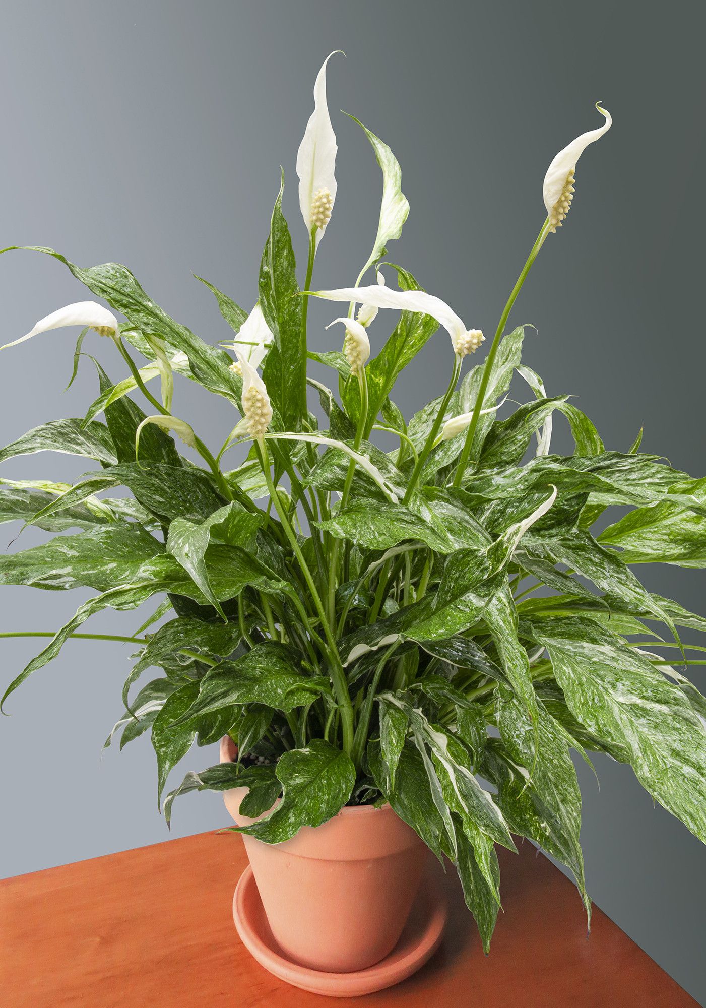Peace lily variegated