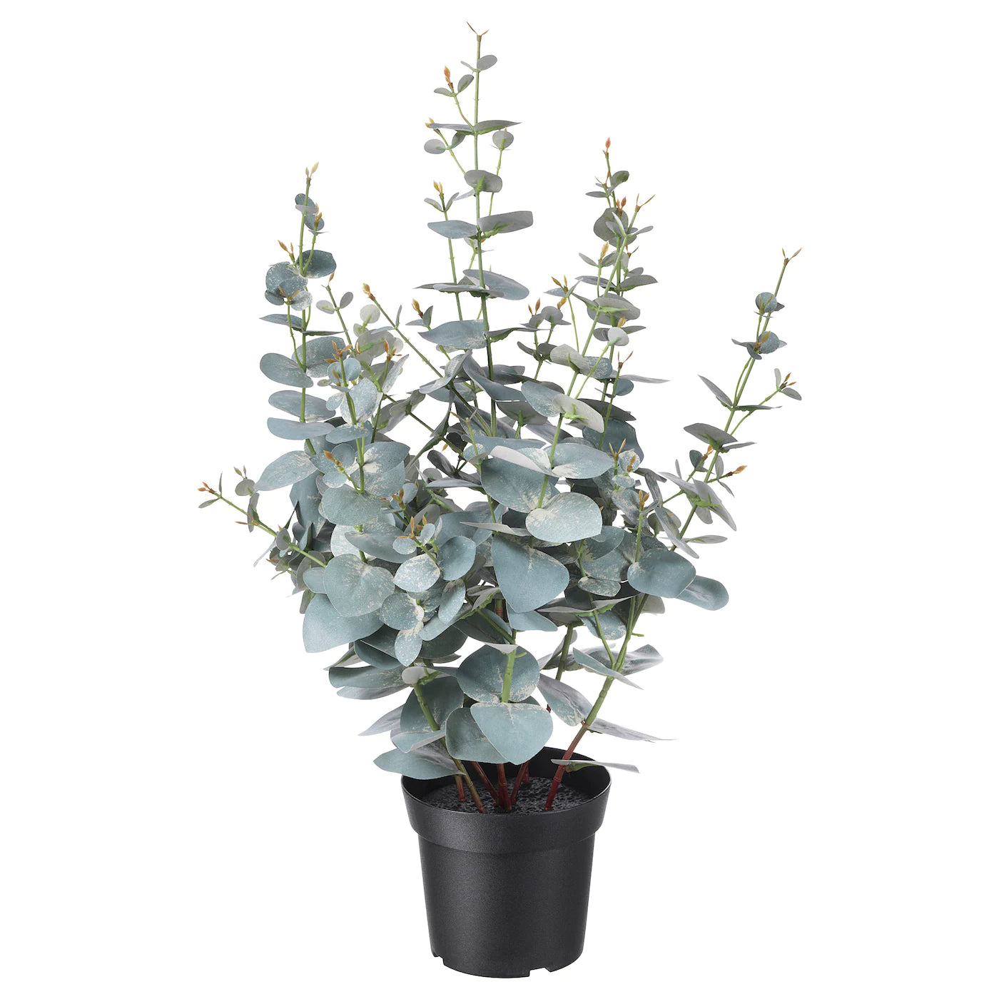 6" Eucalyptus ( pot not included)