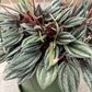 Peperomia Rosso 6” growing pot