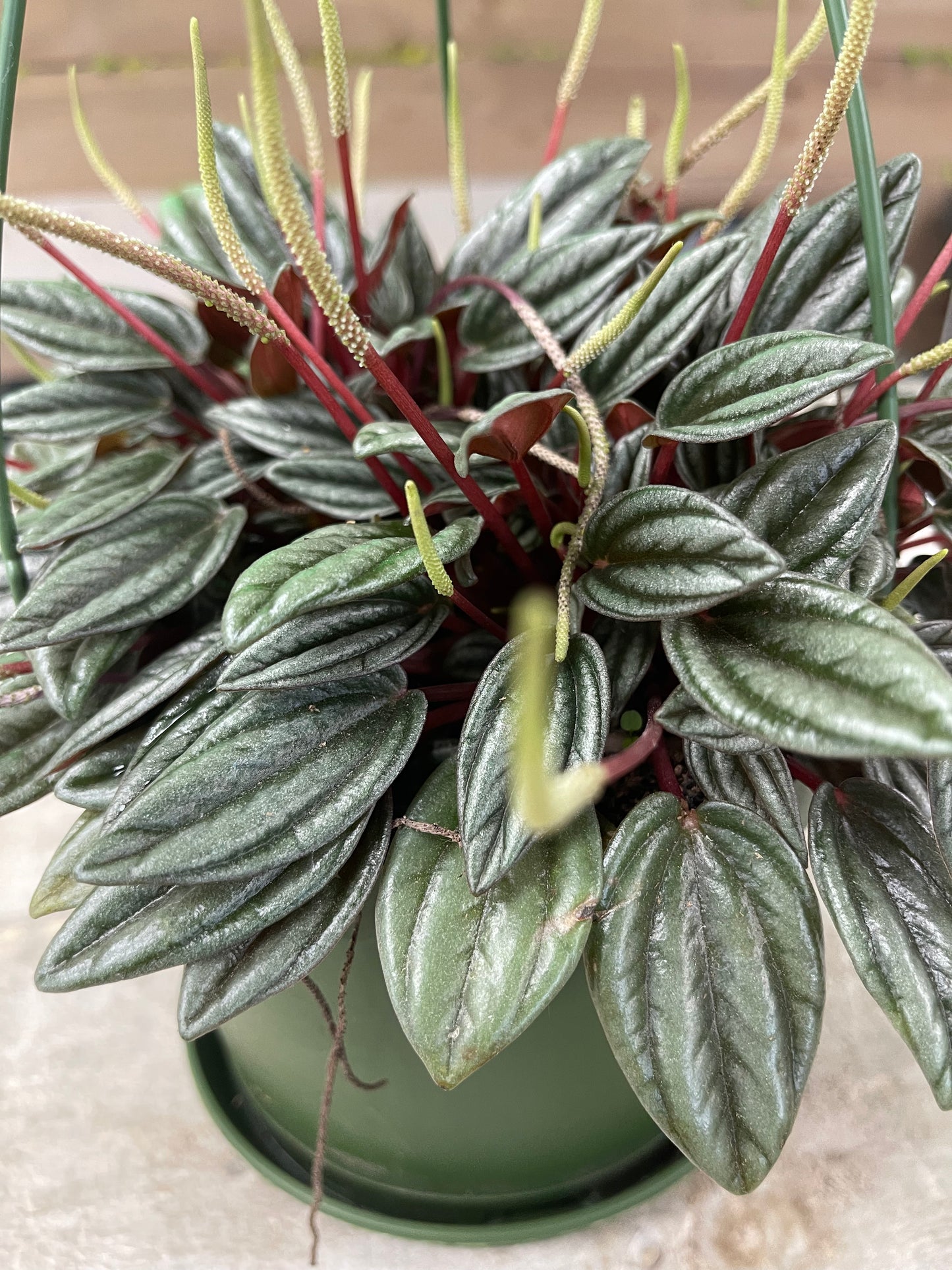 Peperomia Rosso 6” growing pot