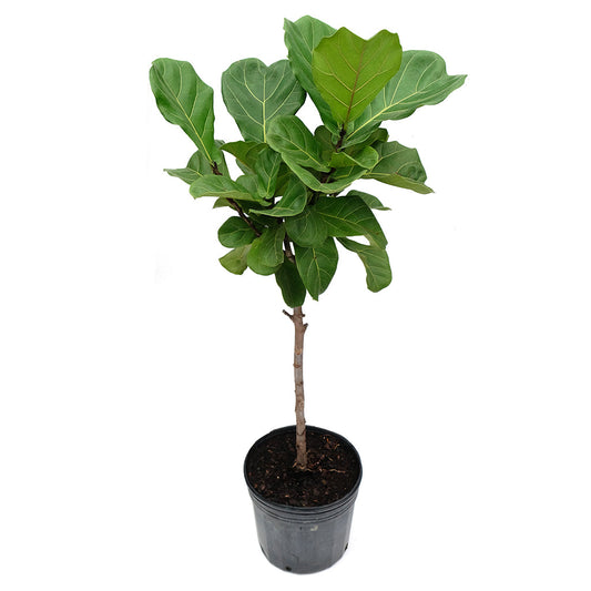 Fig Tree 10” Grower Pot