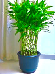 Braided bamboo (3–4feet) pot not included