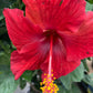 Hibiscus 10”assorted color