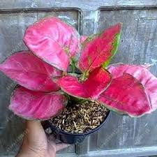 Algaonema  pink (planter not included)