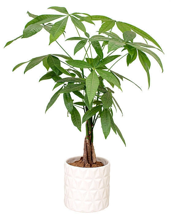 Money Tree (Pachira Aquatica) in growing pot