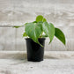 Philodendron Green - Geoponics Inc