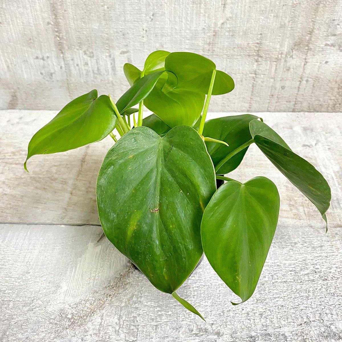 Philodendron Green - Geoponics Inc