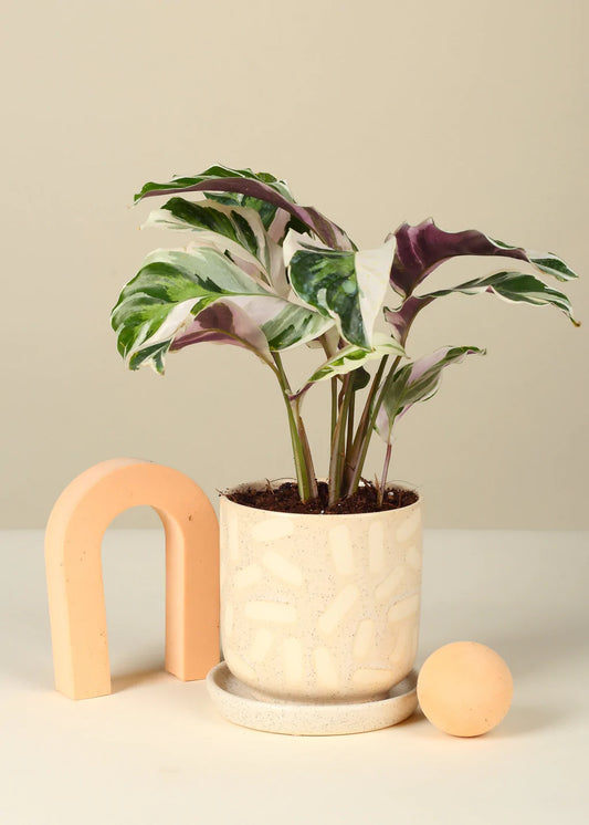 4" Calathea White Fusion (growing pot ) ceramic pot $20 extra (optional)