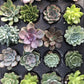 2.25" Plant Baby Succulents tray