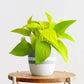 Neon Pothos (pot not included)