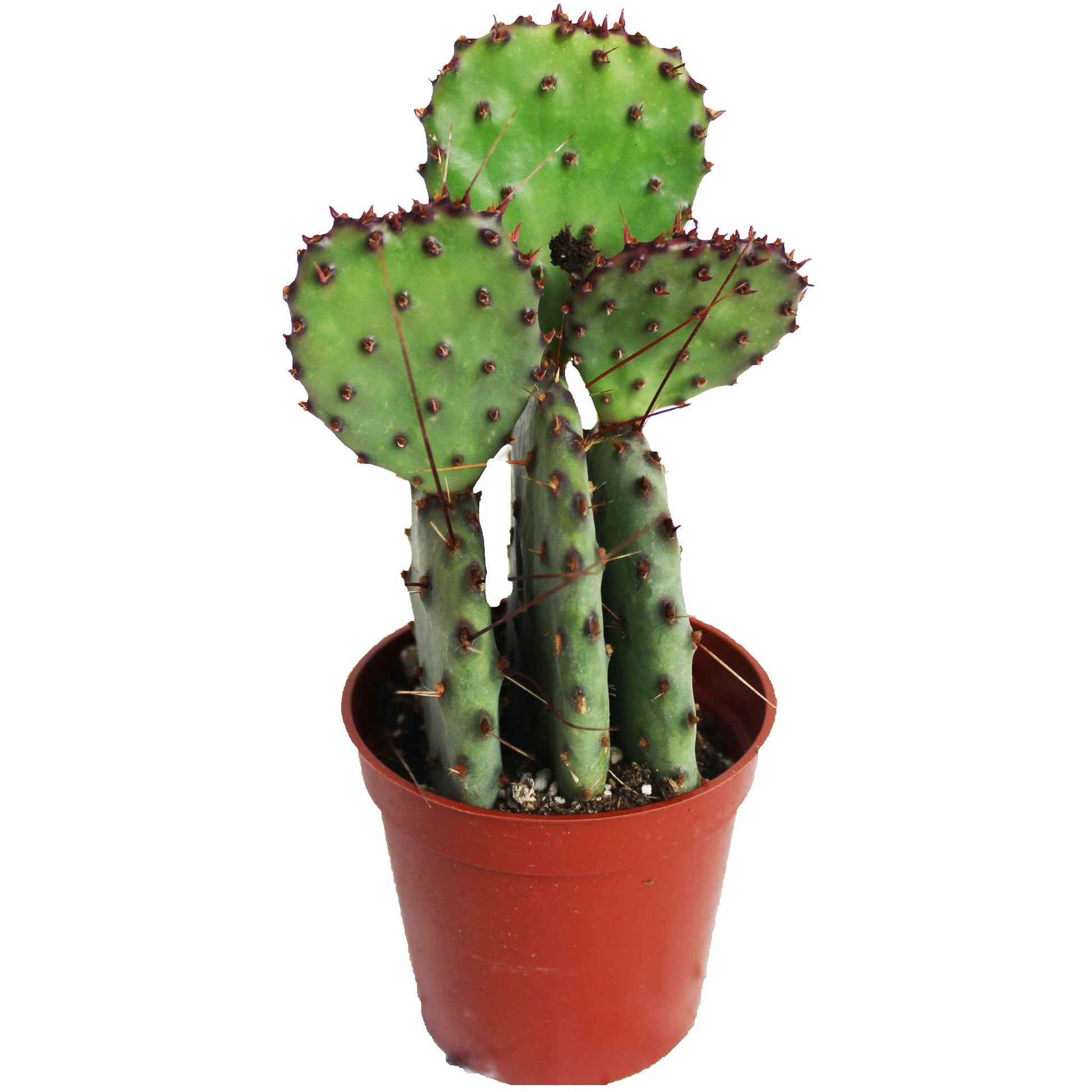 Prickly Pear Cactus 3.5" - Geoponics Inc