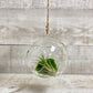 5" Glass Globe Terrarium - Plant Club | Geoponics
