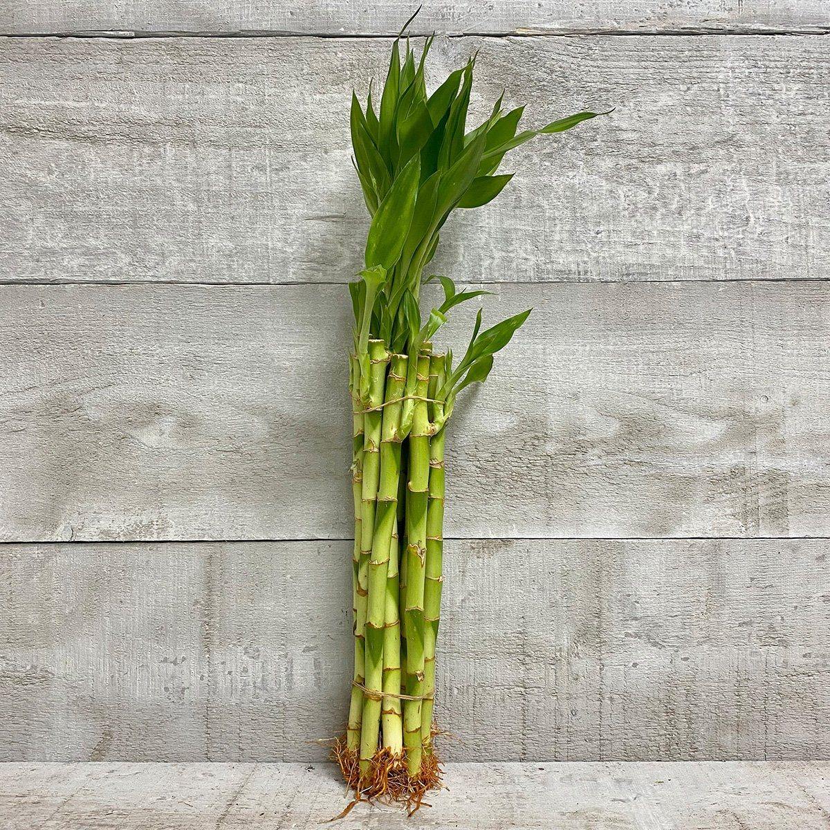 12" Straight Lucky Bamboo - Plant Club | Geoponics